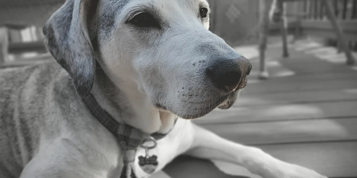 年老いた犬が静かに過ごしている様子