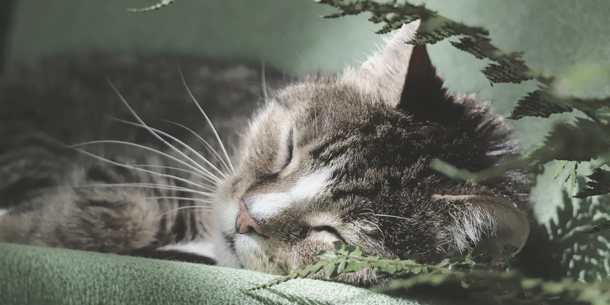 猫が穏やかに眠っている様子