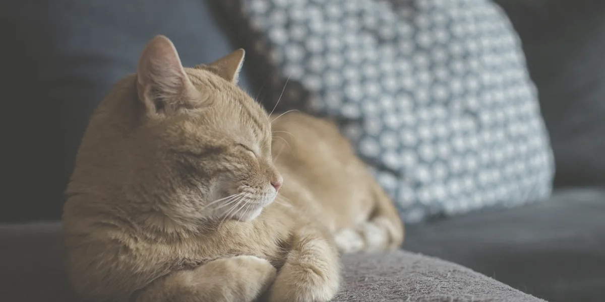 眠っている猫のやすらかな様子