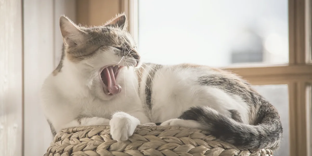 穏やかな表情のシニア猫