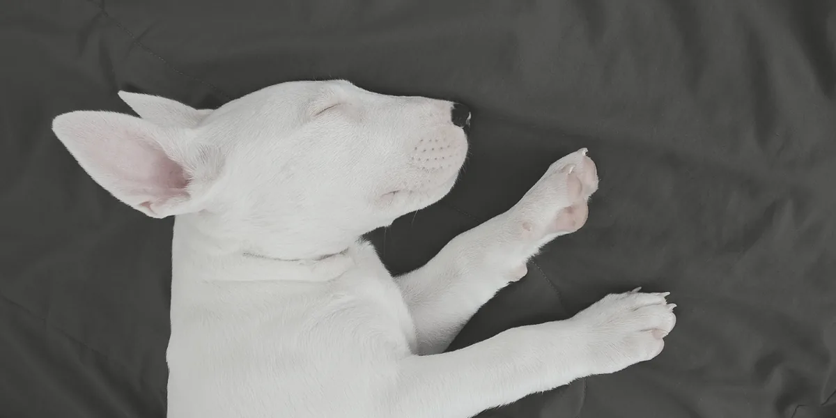 眠る犬の静かな夜の様子