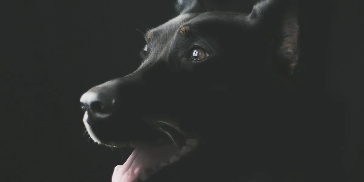 穏やかに過ごす高齢の犬