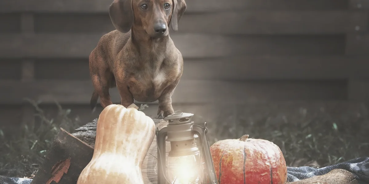 食事のそばで過ごすシニア犬