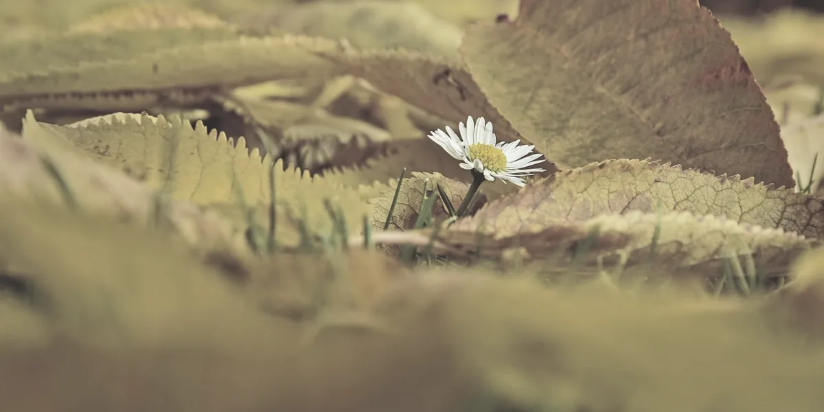 落ち葉の中に咲く一輪の白い花