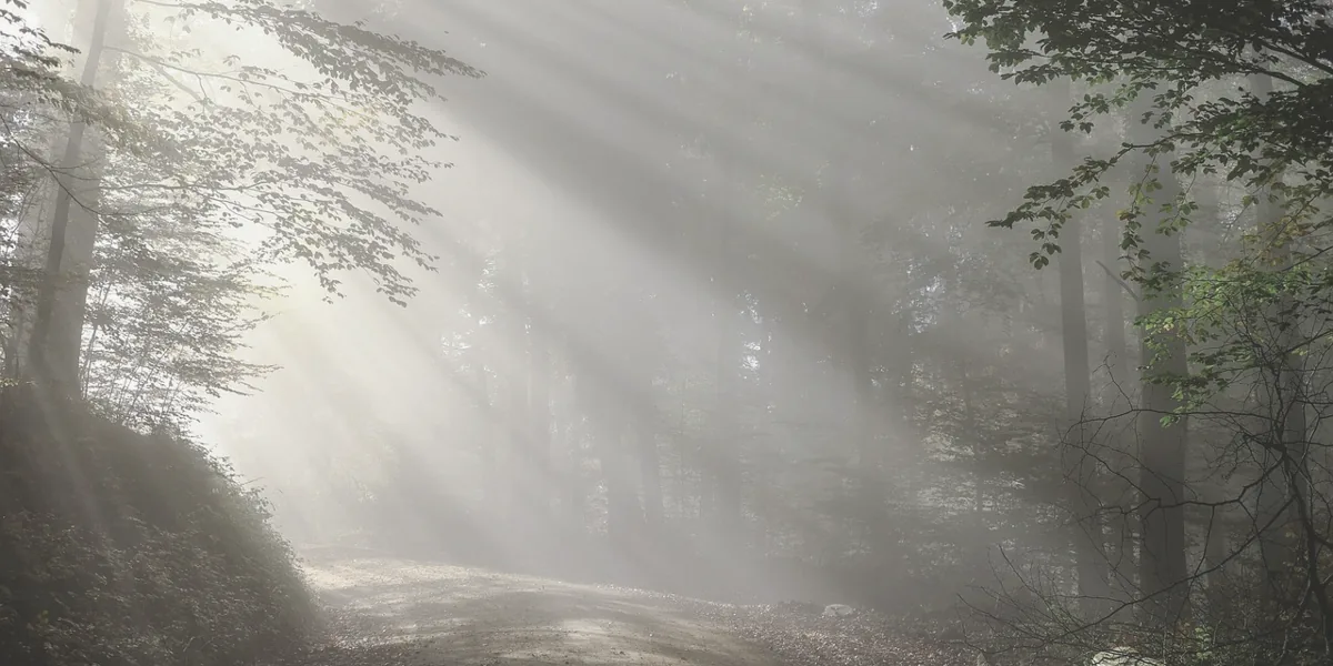 しっとりと降る雨の情景