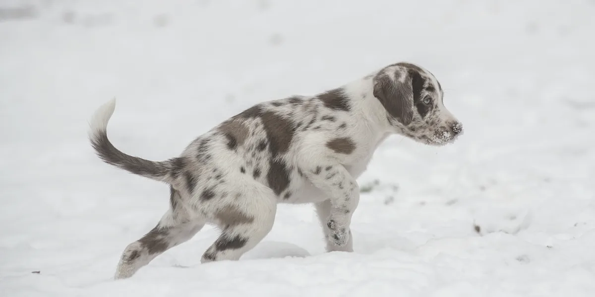 子犬の愛らしい様子