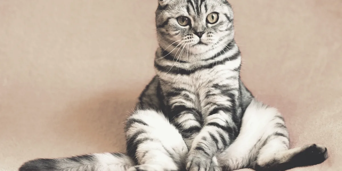 子猫のあどけない様子